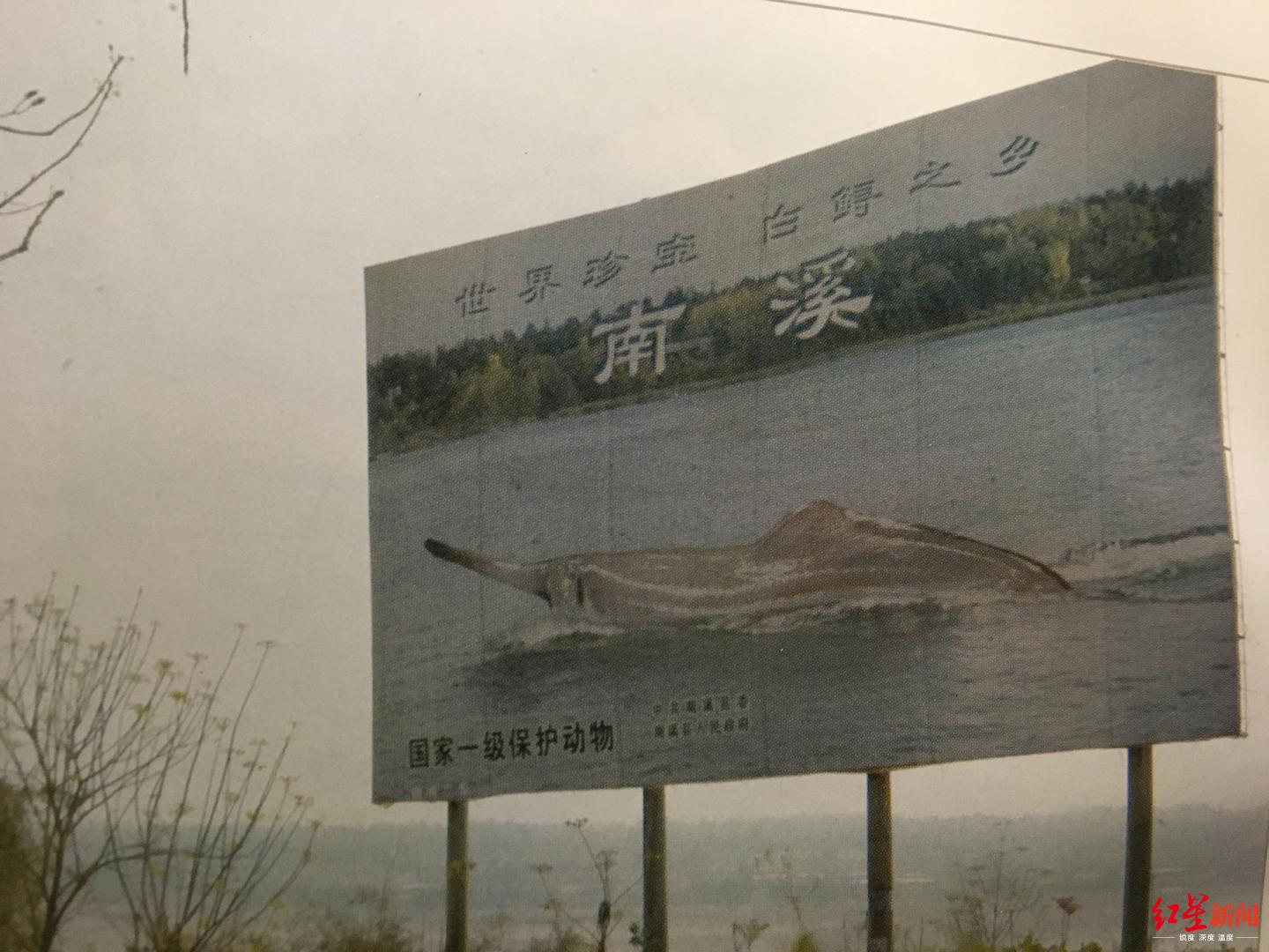 [红星新闻]“最后的长江白鲟”目击者，正为长江鲟重返长江努力