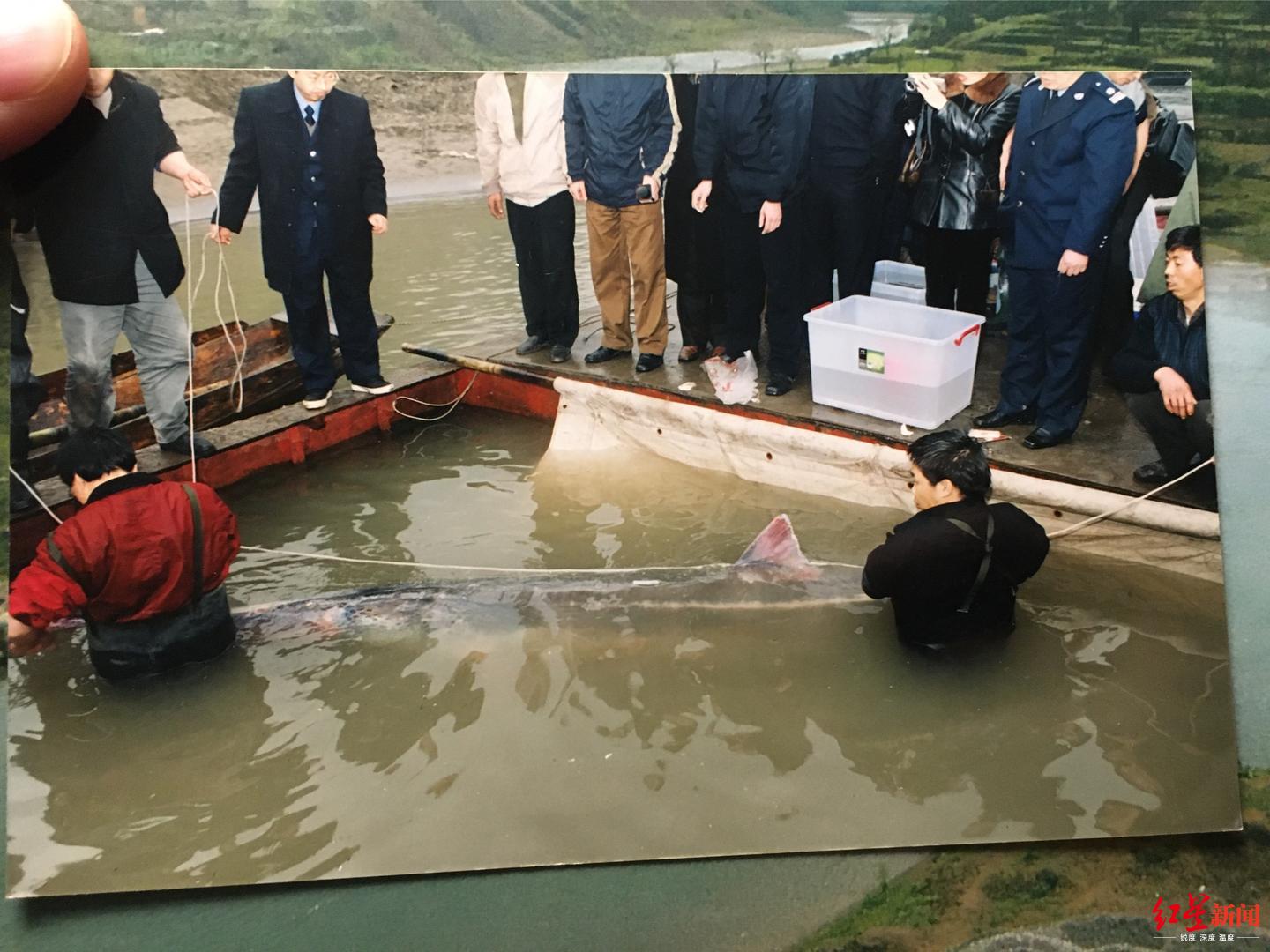 [红星新闻]“最后的长江白鲟”目击者，正为长江鲟重返长江努力