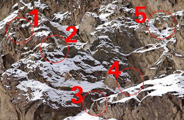 雪豹在图中的2号圆圈里