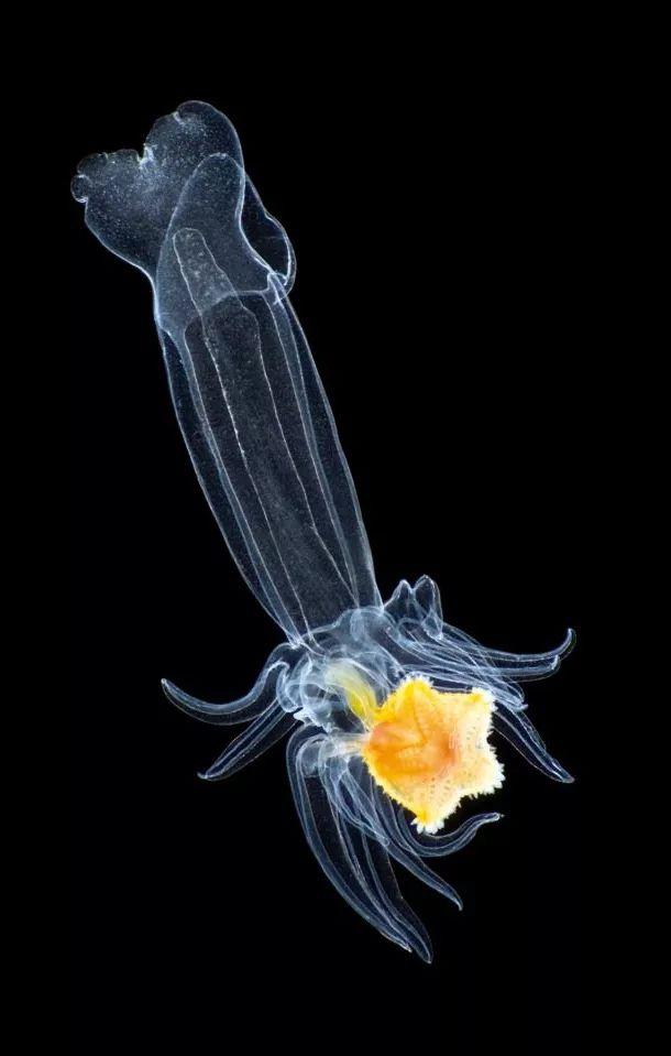 海星小的时候是这个样子的