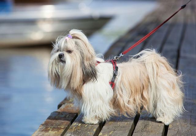 这些长毛狗狗相信你家里也有网友不止有还养了俩