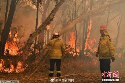 「荔枝新闻」国宝面临“灭种”之灾 澳山火肆虐2万多考拉丧命火海