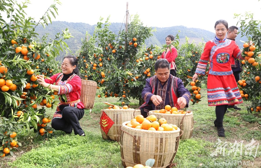 决胜2020扶贫印记水果丰收果农开怀