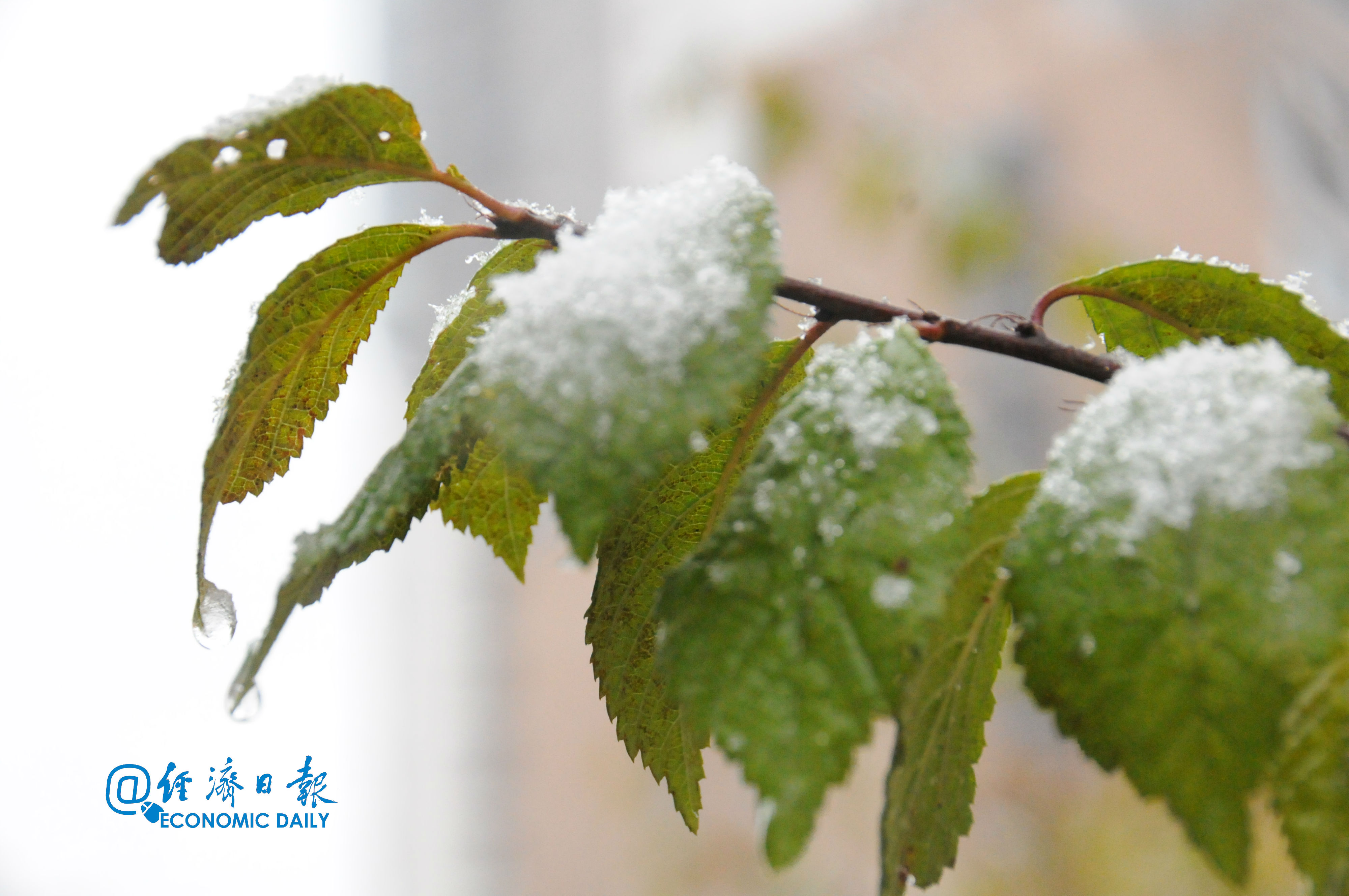 「经济日报」今冬雨雪频繁 春运出行需注意
