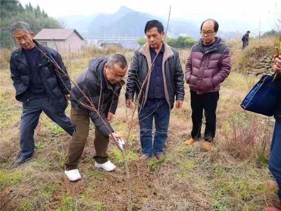 「中国农科新闻网」果树定干高度过高或过低存在哪些问题？