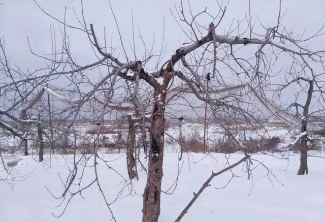 「中国农科新闻网」果树定干高度过高或过低存在哪些问题？