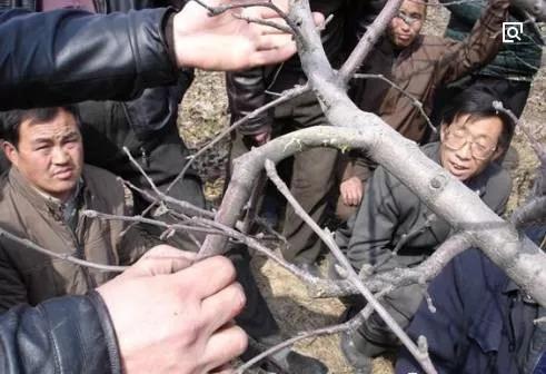 「中国农科新闻网」果树定干高度过高或过低存在哪些问题？