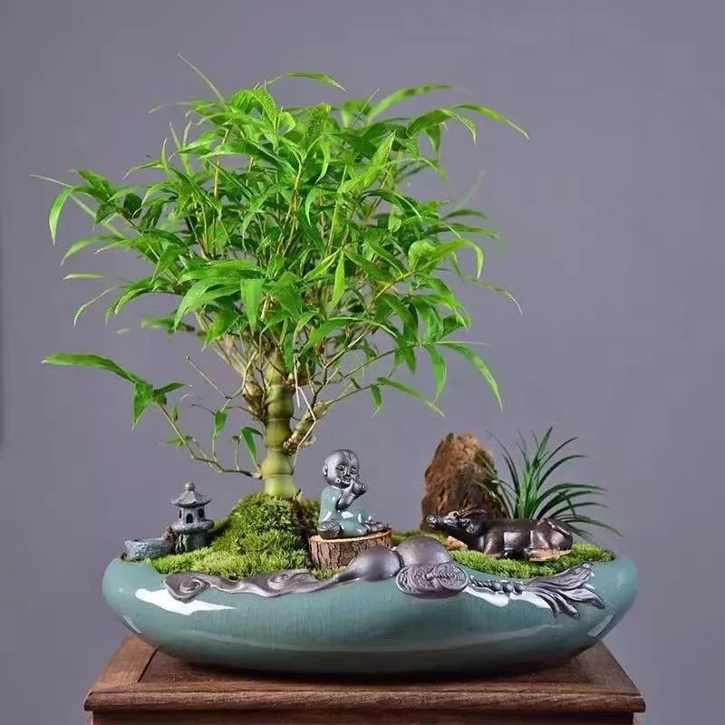 这八种吉祥竹个个都是聚宝盆你家有几种