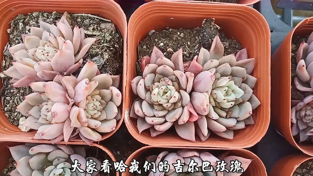 多肉吉尔巴玫瑰个个漂亮名字带玫瑰长相也有点相似