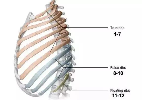 求實瑜伽丨肋骨外翻不止影響美觀如何高效解決肋骨外翻