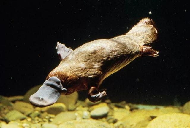 指间带蹼,和鸭蹼神似;拥有长而宽,扁而平,全世界独一无二的嘴壳;更