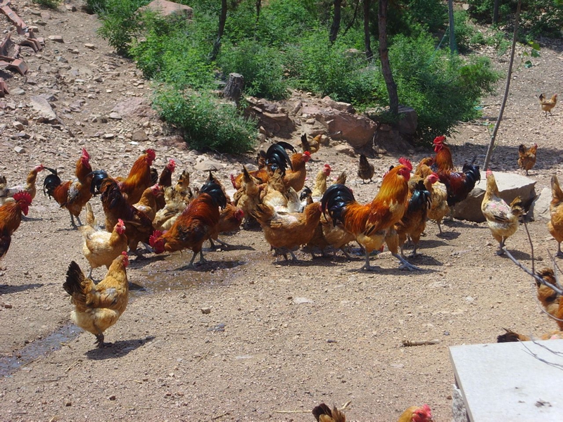 以前深受城里人喜爱的农家土鸡为什么渐渐无人问津了鸡它变了