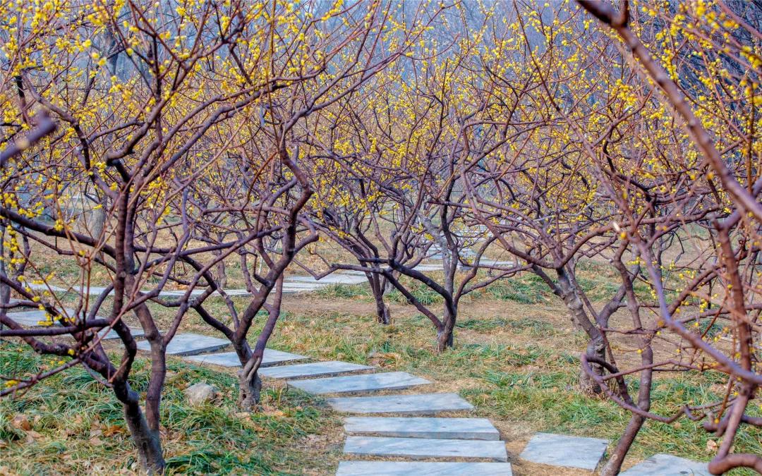 别再跟风做蜡梅了这些地方腊梅已开好快来山东踏雪寻梅