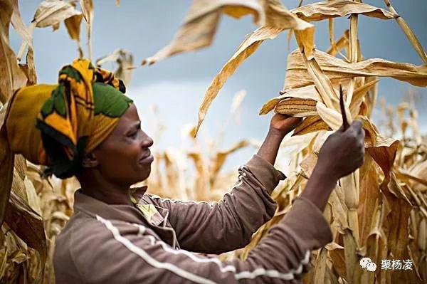 「农业科技报」封面人物｜“草帽教授”海江波：用杨凌科技在非洲播种“消贫”希望