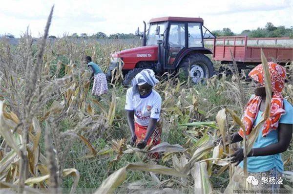 「农业科技报」封面人物｜“草帽教授”海江波：用杨凌科技在非洲播种“消贫”希望