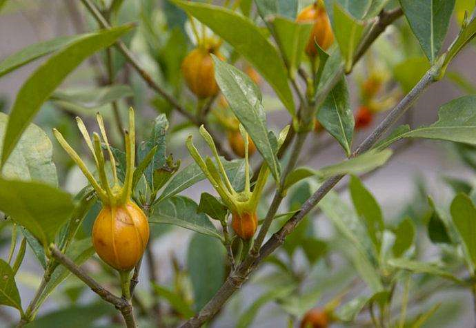 山上看见满树小黄果,好多人摘回家给馒头染色,原来叫这名!