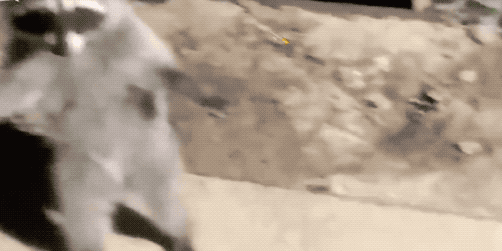 荆楚网：一秒变表情包！浣熊闯入宅院被抓现行