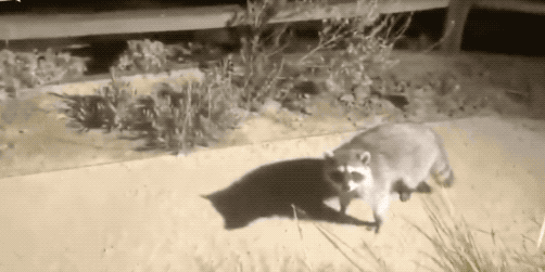 荆楚网：一秒变表情包！浣熊闯入宅院被抓现行