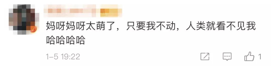 荆楚网：一秒变表情包！浣熊闯入宅院被抓现行