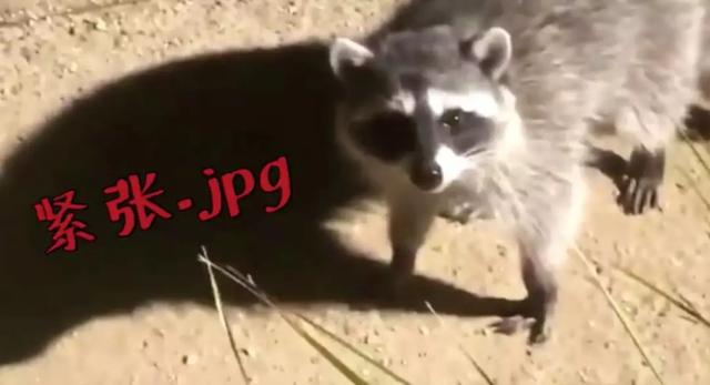 荆楚网：一秒变表情包！浣熊闯入宅院被抓现行
