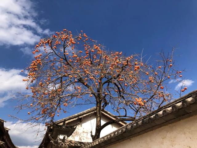 【中科院物理所】溏心、软糯、甘甜的柿饼是如何制作出来的？