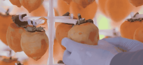 【中科院物理所】溏心、软糯、甘甜的柿饼是如何制作出来的？