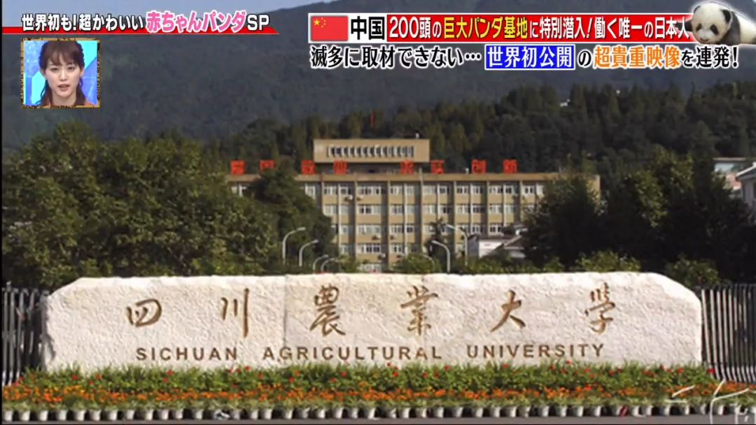 视觉志■为了学四川话，这个姑娘拼了！