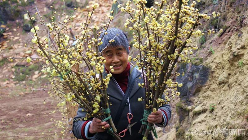 错过又要等一年内江腊梅初绽冬日寻香往这边走