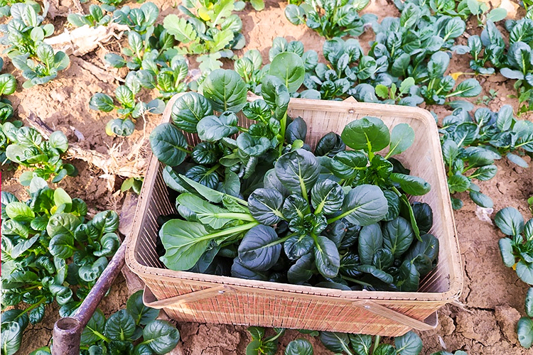 这菜新鲜时没人吃霜打后5元一斤人称春不老别错过