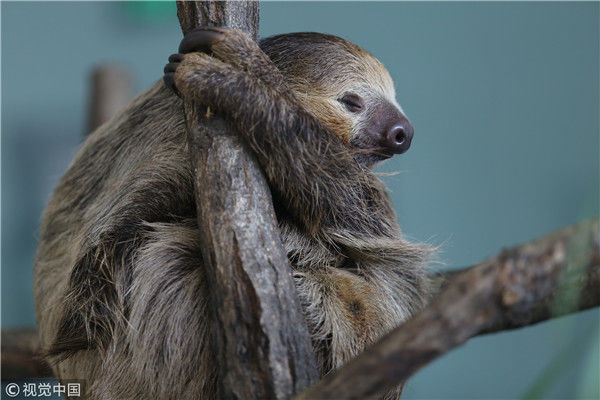 #经济日报#研究显示睡眠不足可能增加罹患阿尔茨海默病风险