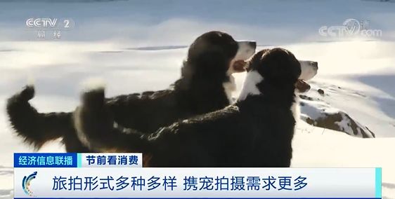 经济日报：宠物摄影火爆：千元套餐受欢迎 有商家预约需排队1年