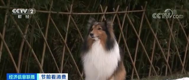 经济日报：宠物摄影火爆：千元套餐受欢迎 有商家预约需排队1年