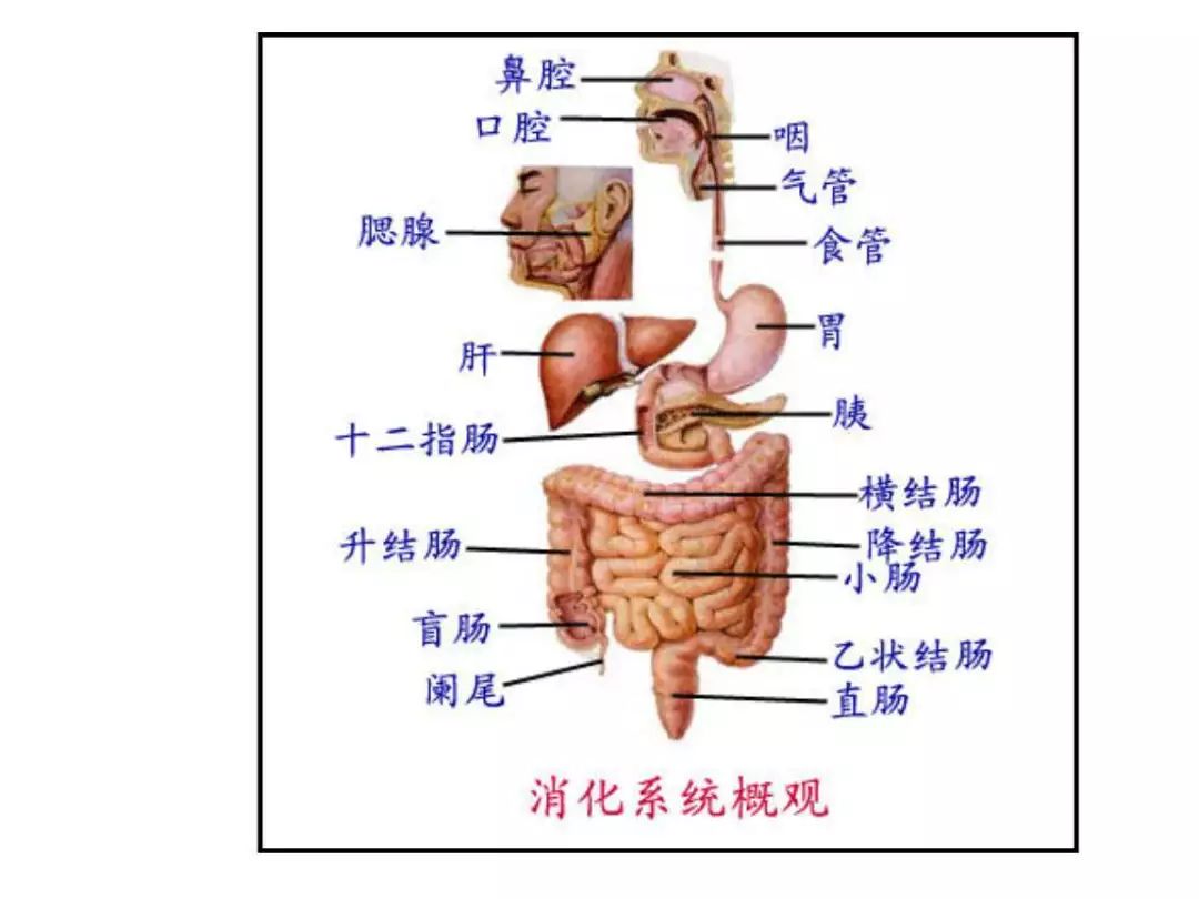 人体肠胃分布图片图片