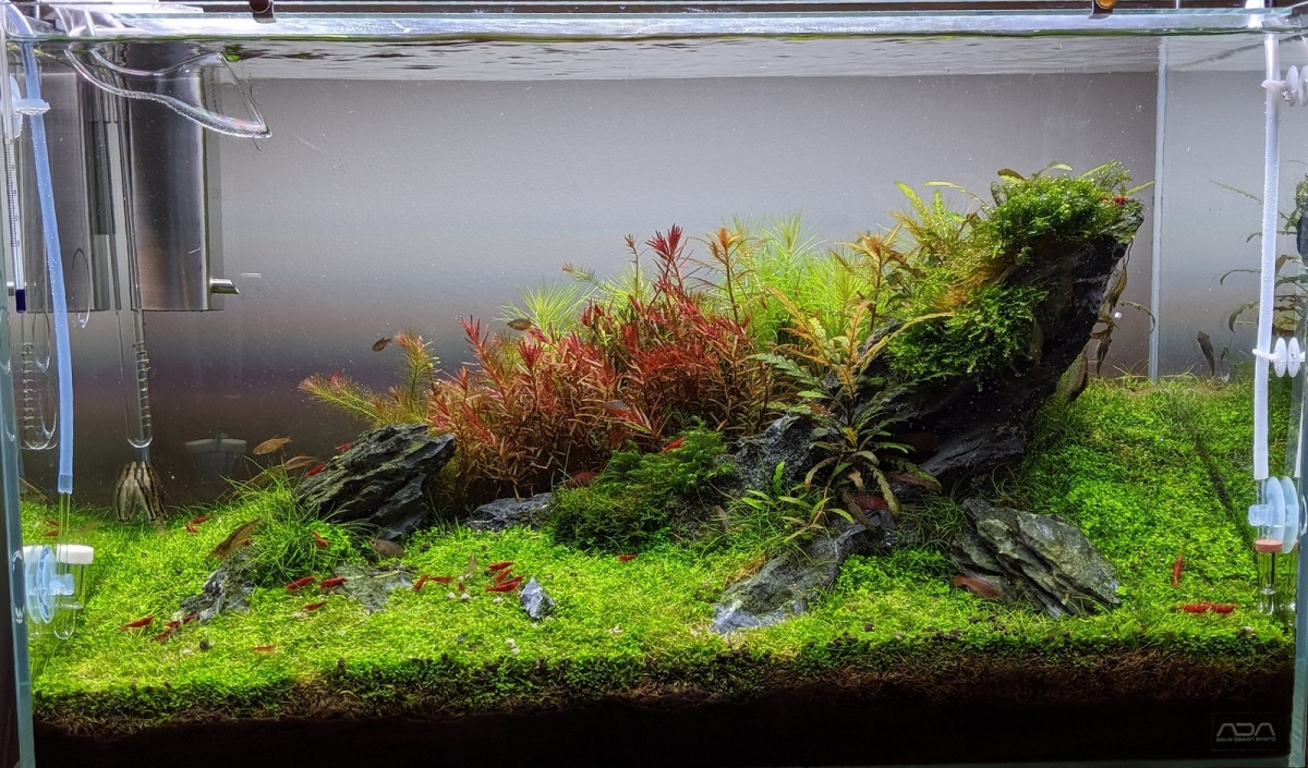 造景简单维护方便颜色艳丽石景草缸你一定会喜欢