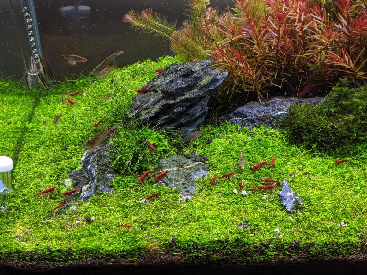 造景简单维护方便颜色艳丽石景草缸你一定会喜欢