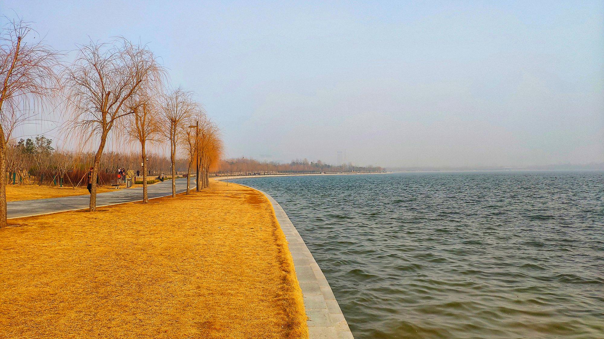 郑州东郊贾鲁河畔这片清澈的湖泊成为野鸭子的天堂