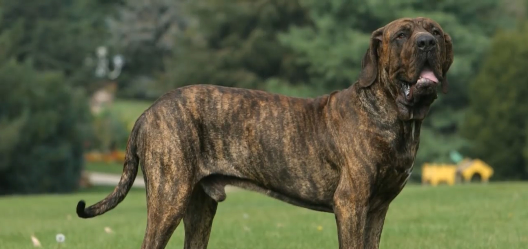 最致命的狗狗品种全球禁养的战斗犬种