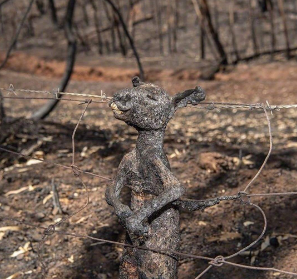 澳大利亚为什么经常发生火灾原来有鸟类在纵火