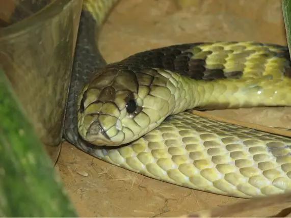 图片来源：维基百科