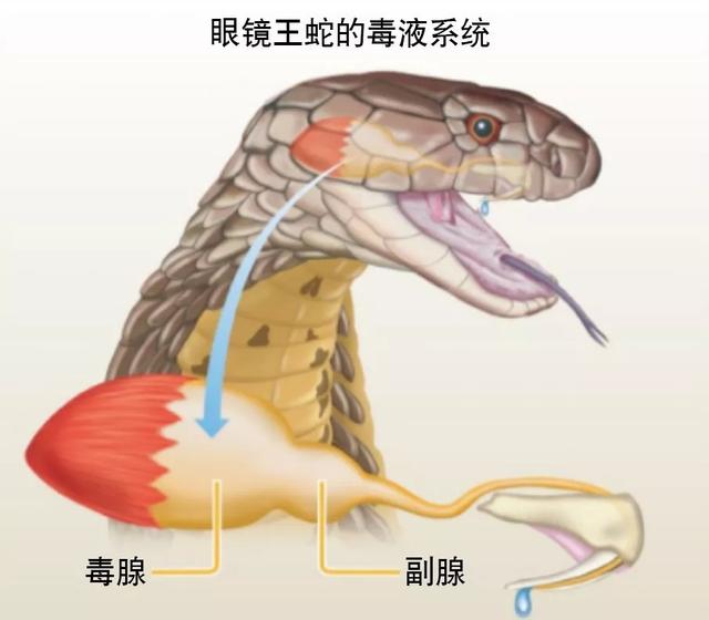 眼镜王蛇的毒腺