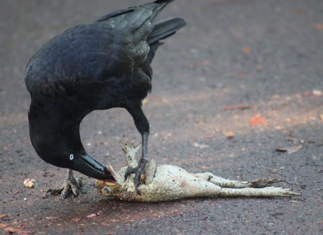 图片来源：birdsinbackyards.net