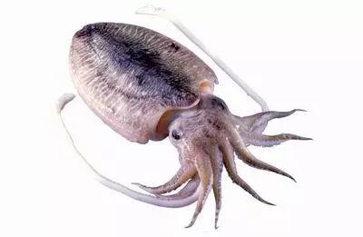 我一直很好奇怎么会有这样的名字,据台湾朋友说"花"是特指虎斑乌贼