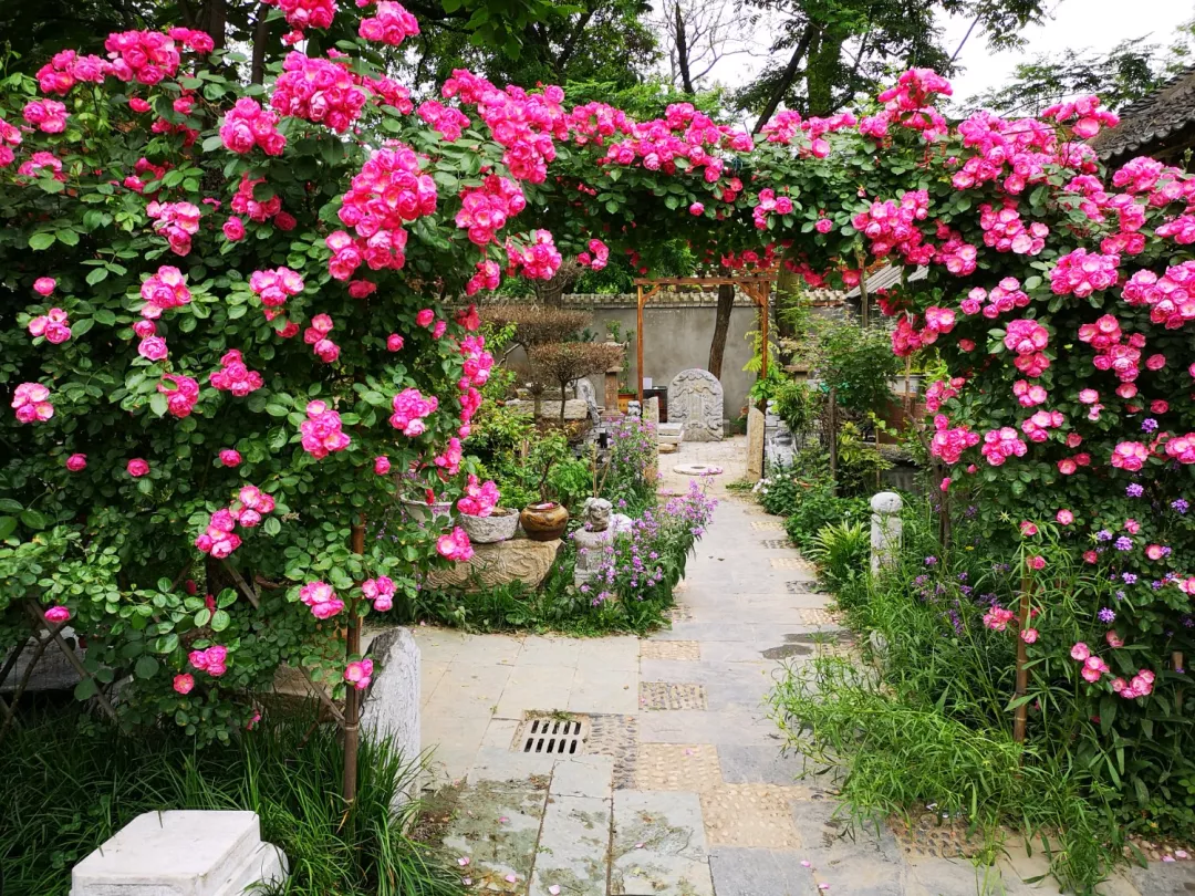 想要个这样的小院子门前屋后种满花日子慢悠悠