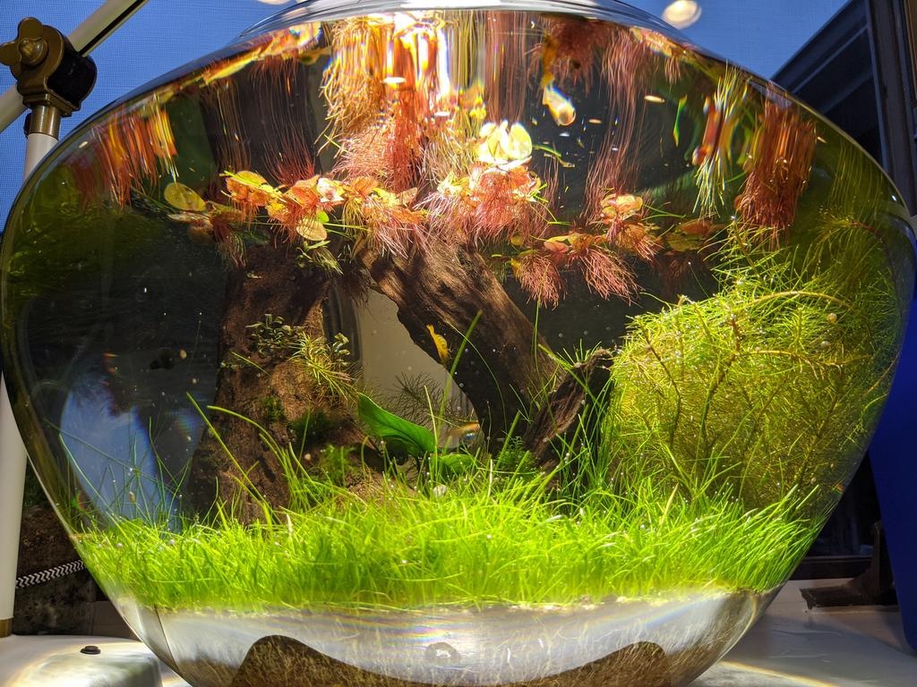 一周换水一次,一次不超过1/2每天光照时间6-8个小时微型圆形草缸基本