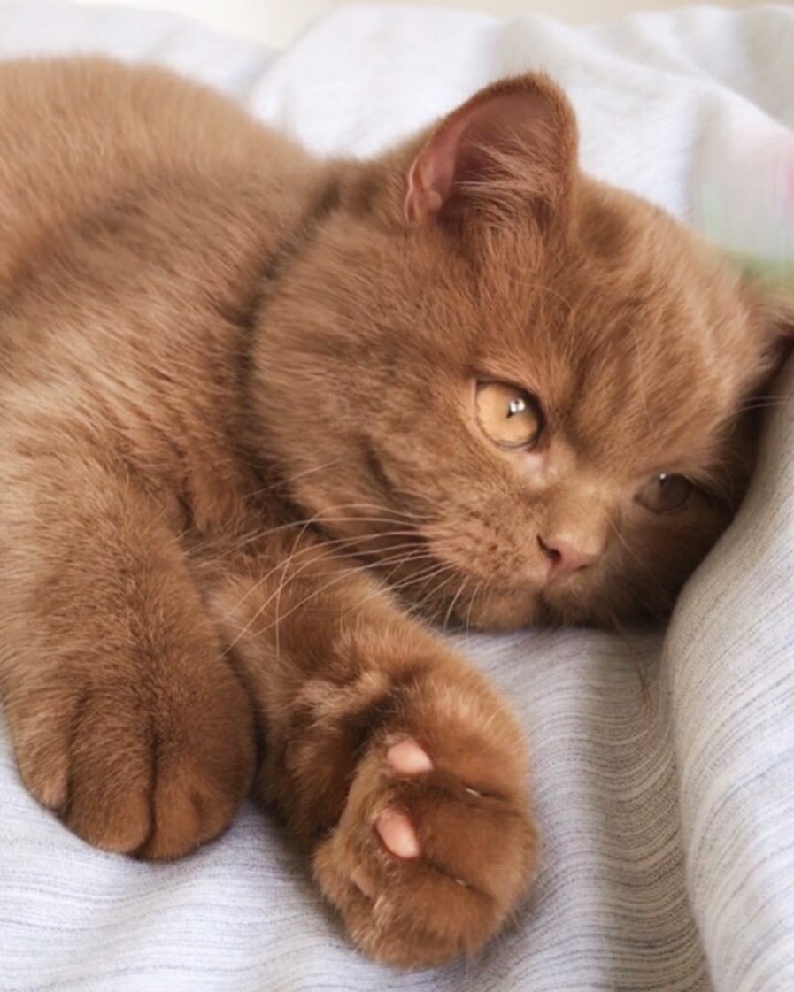 巧克力色萌喵长相超疗愈网友根本是熊大本尊