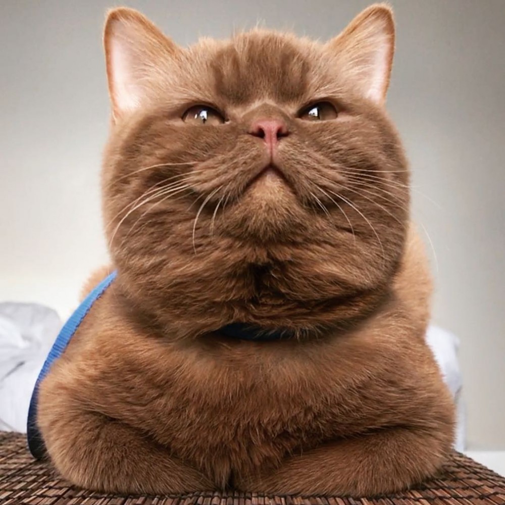 巧克力色萌喵长相超疗愈网友根本是熊大本尊