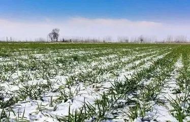 中国农科新闻网：小麦冻害发生，后期该怎么补救？农民要做到以下几点