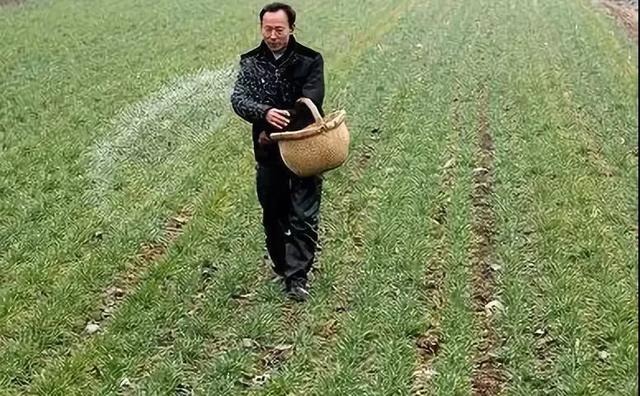 中国农科新闻网：小麦冻害发生，后期该怎么补救？农民要做到以下几点