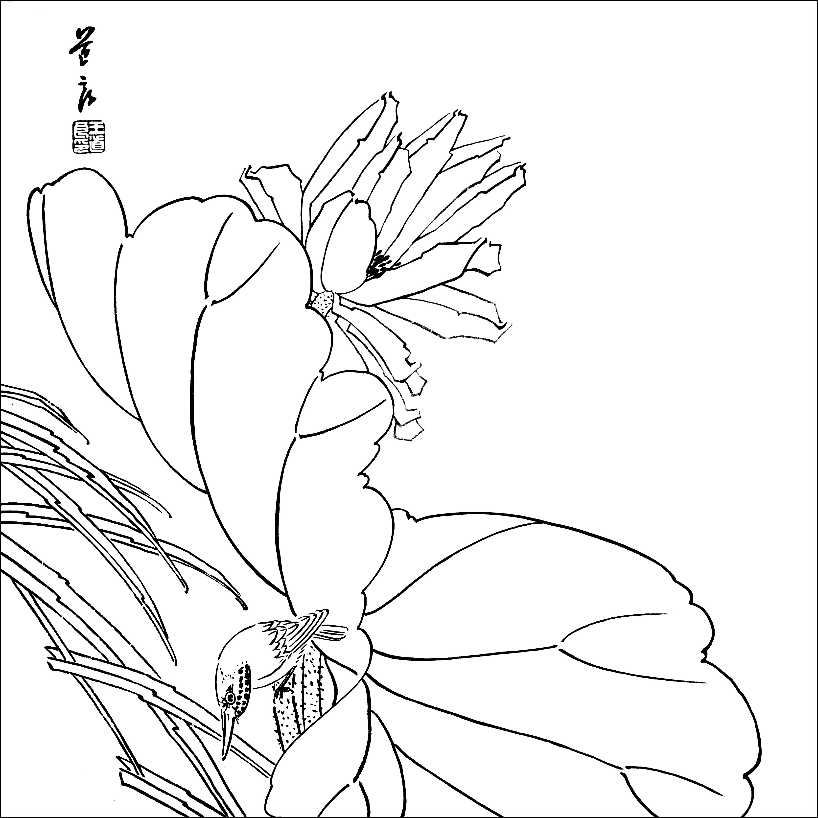 想学好工笔画先从白描开始