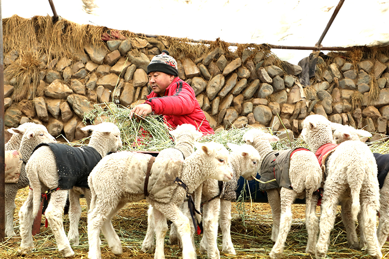 肃南牧民喜接羊羔迎新春